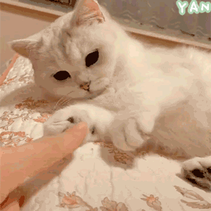 jr们有没有猫咪的表情包