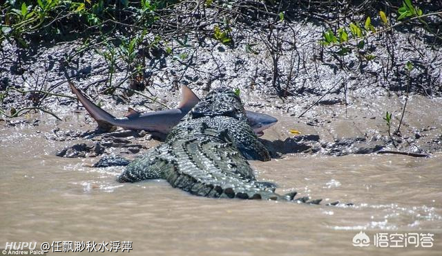 理性讨论:湾鳄vs大白鲨,水中战斗谁更胜一筹?