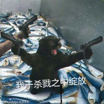 求一个我与杀戮之中盛放那只猫举枪的表情包!