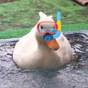 jr们 有没有一些大白鹅的表情包