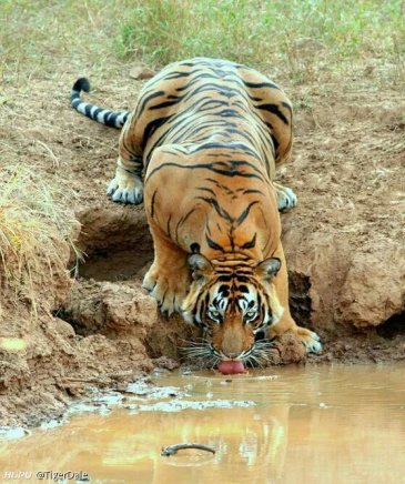 理性讨论,这只老虎的肌肉什么水平?