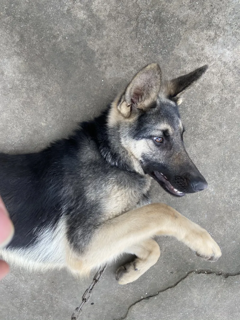 好兄弟们 帮我看看这是什么犬 步行街主干道 虎扑社区