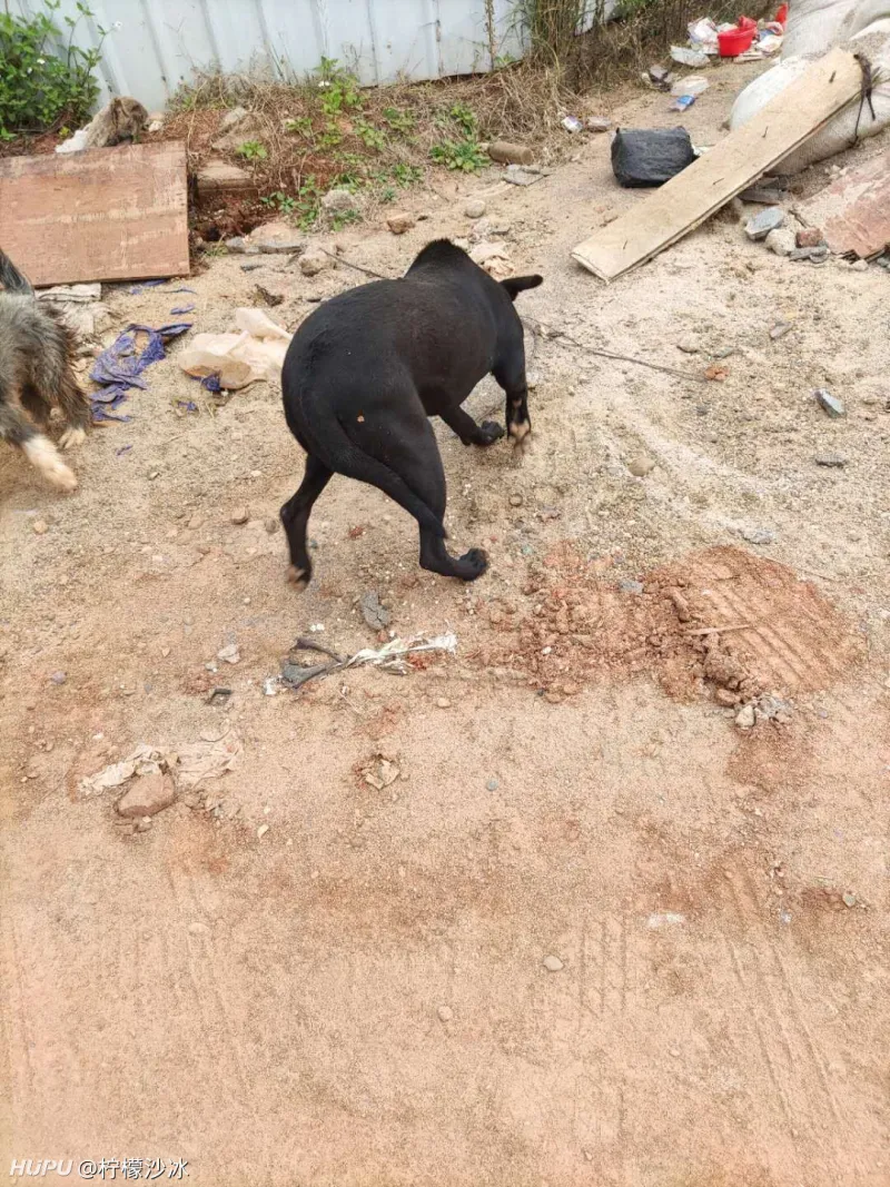 兄弟们帮我看看这是什么品种的狗 好养吗 土你妈土警告 步行街主干道 虎扑社区