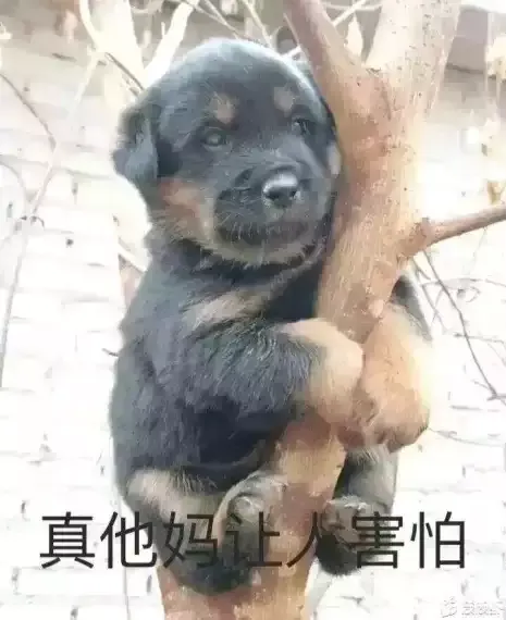 中国土狗有多土 能打的过二哈吗 步行街主干道 虎扑社区