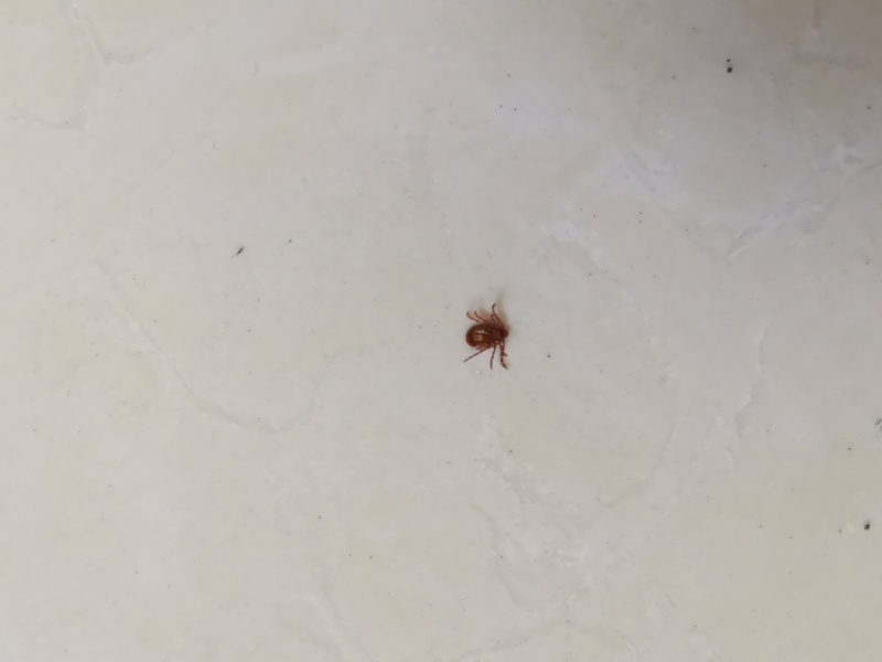 你们绝对不知道这是什么虫子 虎扑