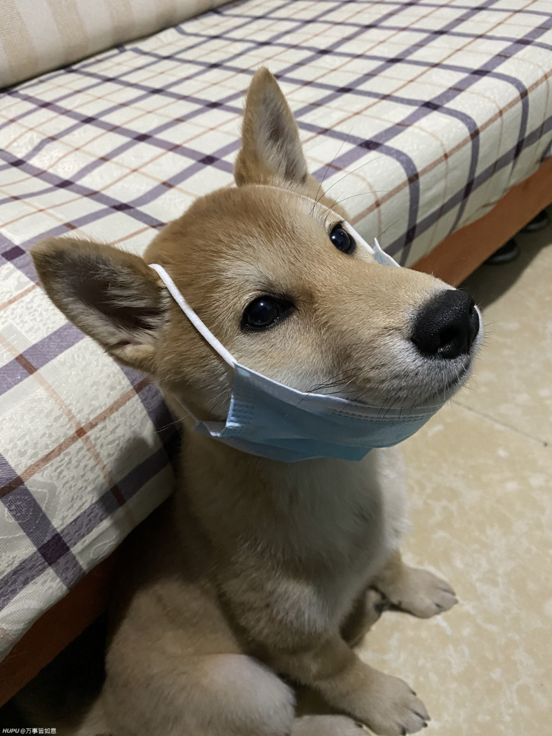 求助老哥 关于小柴 虎扑 求助老哥 关于小柴 虎扑