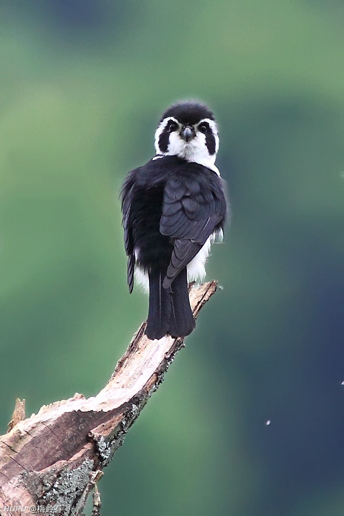 jr们见过熊猫鸟吗?