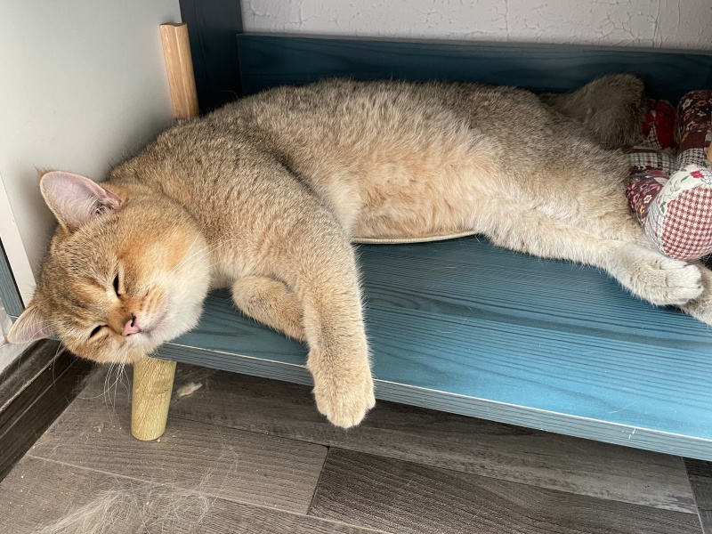 家人们 能帮我看看这只金渐层够不够金吗 虎扑