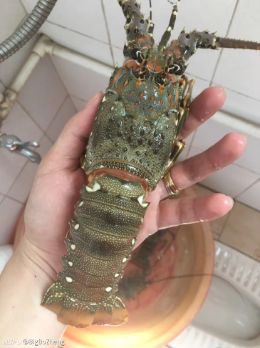 今天买的 90块一只龙虾 巴掌大小