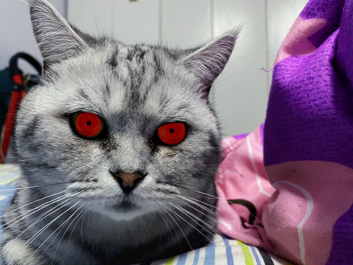 三岁的猫咪开写轮眼正常吗