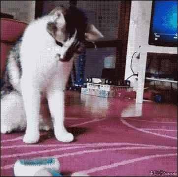 猫的反应速度也太快了吧,苍蝇被玩弄于股掌之