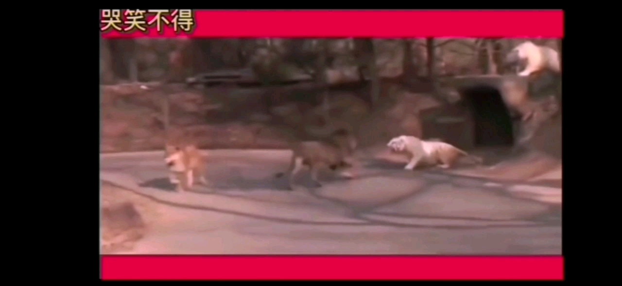 video-poster