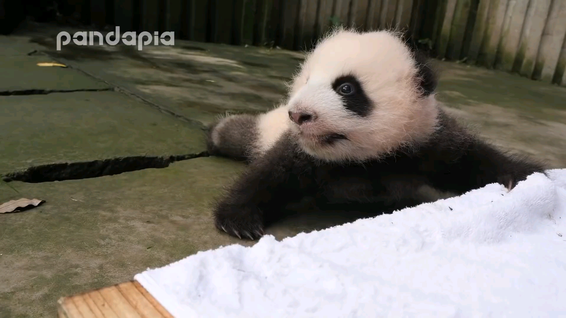 小时候的大熊猫嘤嘤怪好可爱