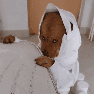 300_300gif 动态图 动图