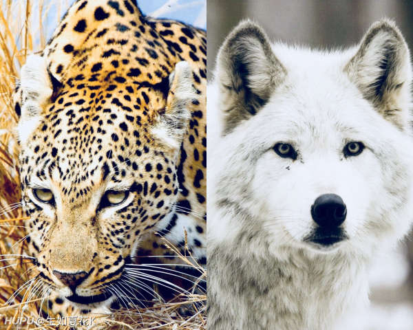 猫科和犬科哪家更 步行街主干道 虎扑社区