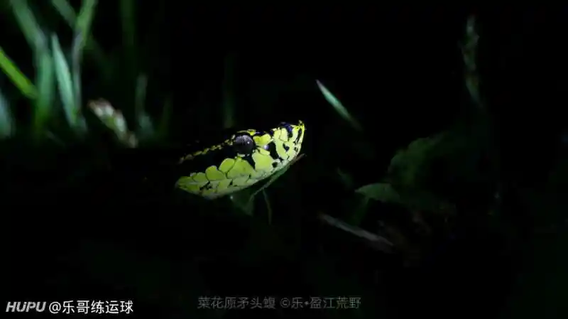 全村吃饭蛇之 菜花原矛头蝮 步行街主干道 虎扑社区