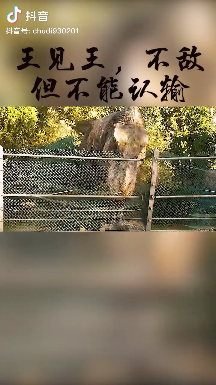 狮子确实帅啊王见王不敌气势不能输