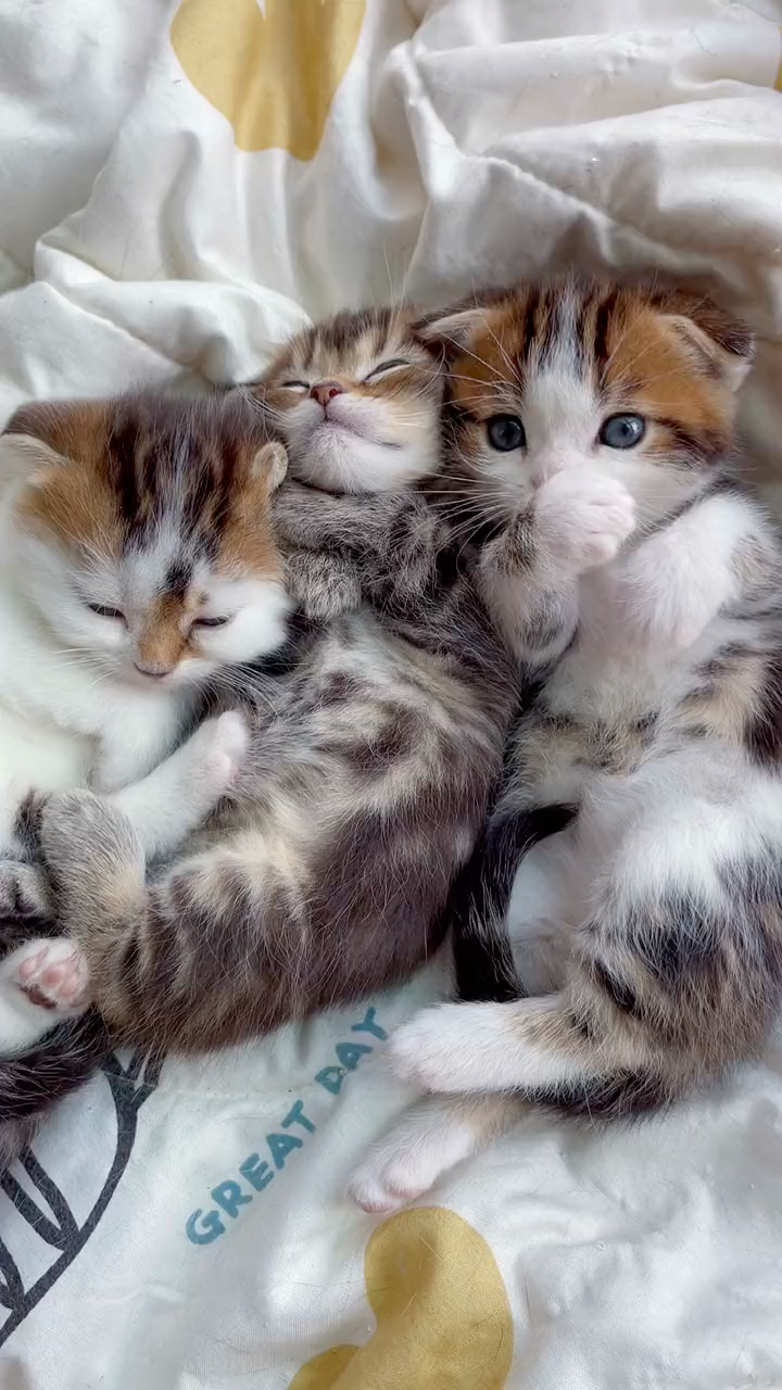 小猫咪睡着睡着就长大啦