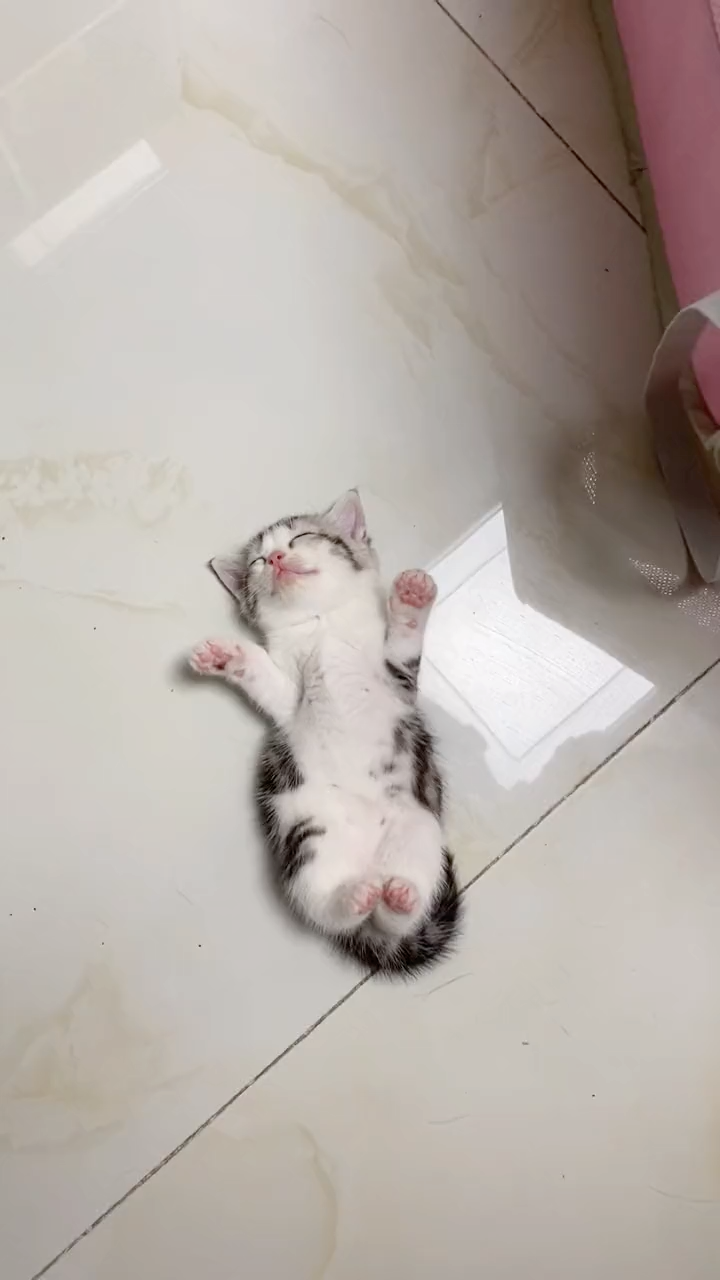 小猫咪怎么睡地上啊
