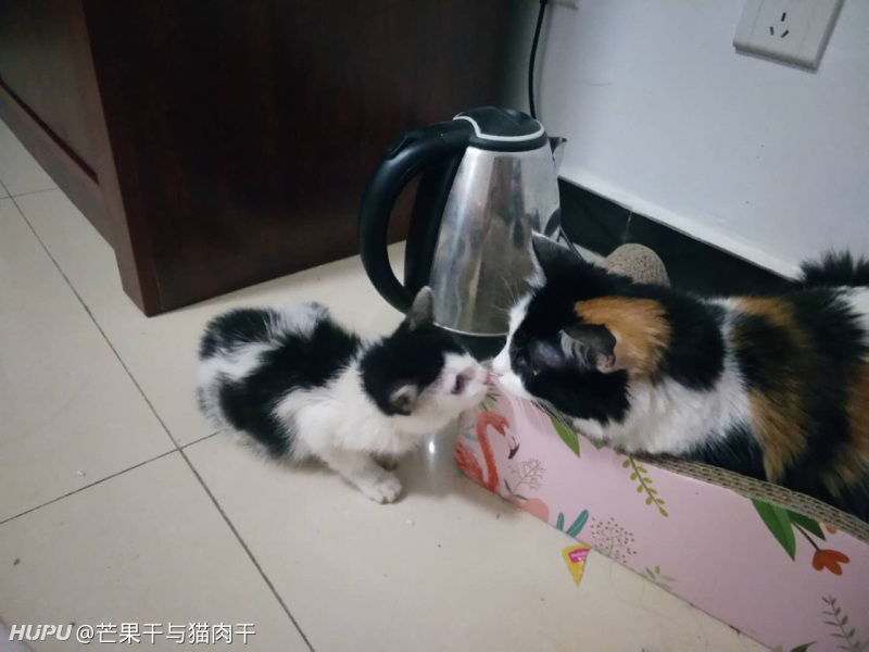 求助 家里猫老乱尿 虎扑