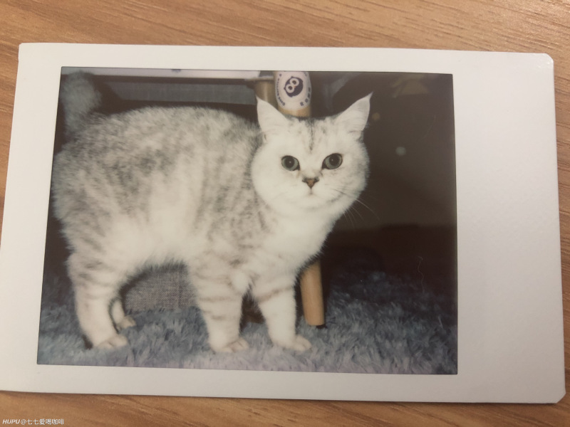 应该让猫先找女朋友还是直接绝育呢 虎扑 应该让猫先找女朋友还是直接绝育呢 虎扑
