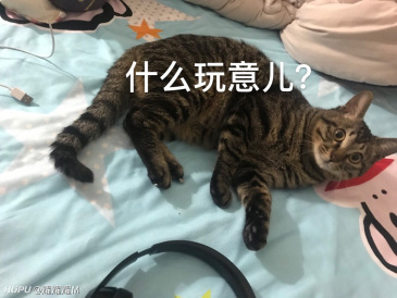 渣男特点 拥有超多可爱猫猫表情包 虎扑 渣男特点 拥有超多可爱猫猫表情包 虎扑