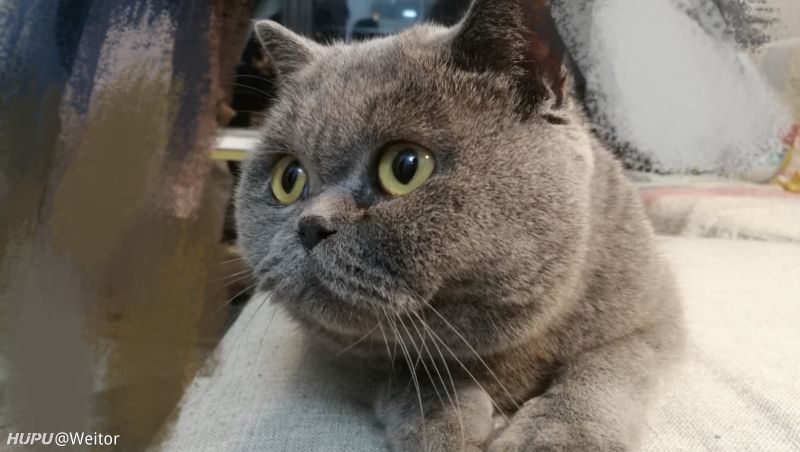 请教各位大佬,NBA2K19手游可以联机吗?