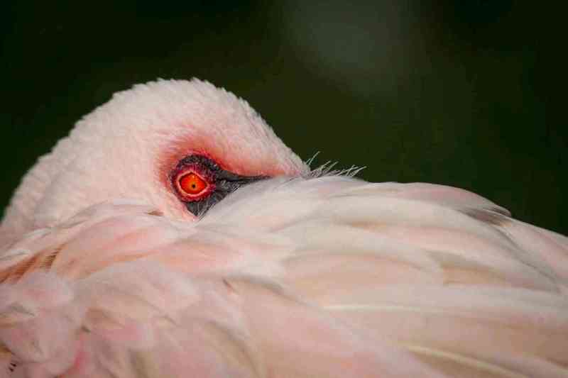 火烈鸟的眼睛