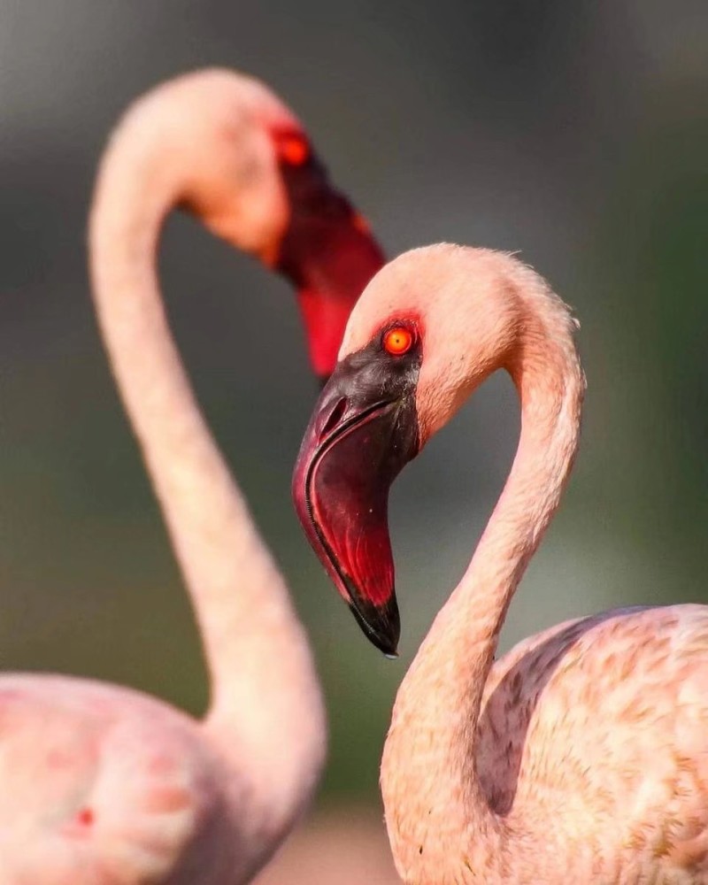 火烈鸟的眼睛