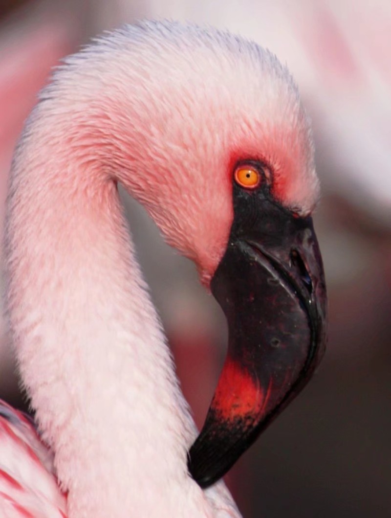 火烈鸟的眼睛