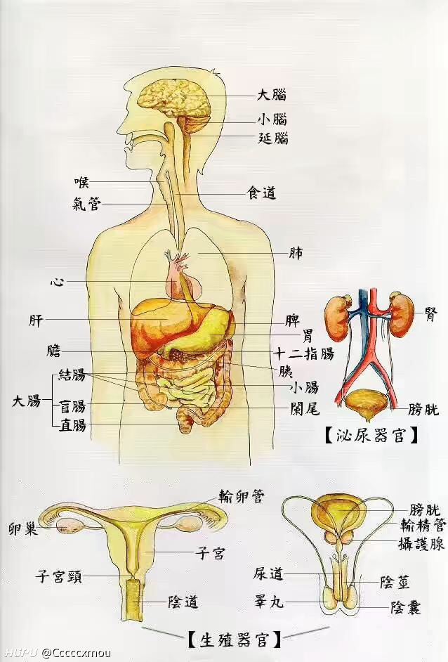 一开始我还以为是饿了然后胃疼来着,结果百科查了下器官分布图发现并