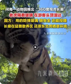动物园回应设“360度观虎隧道”