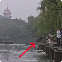 摄影师拍到鱼跃龙门祝福高考生